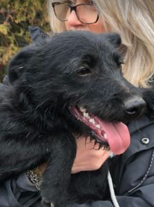Connie a black Romanian rescue dog | 1 Dog at a Time Rescue UK