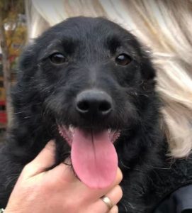 Connie a black Romanian rescue dog | 1 Dog at a Time Rescue UK