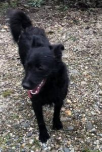 Connie a black Romanian rescue dog | 1 Dog at a Time Rescue UK