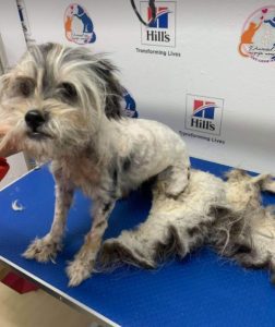 Evie a faun coloured Romanian rescue dog | 1 Dog at a Time Rescue UK