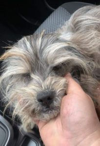 Evie a faun coloured Romanian rescue dog | 1 Dog at a Time Rescue UK