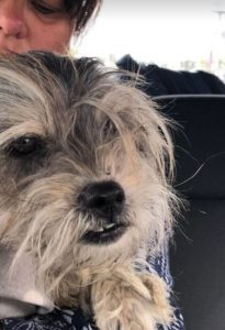 Evie a faun coloured Romanian rescue dog | 1 Dog at a Time Rescue UK