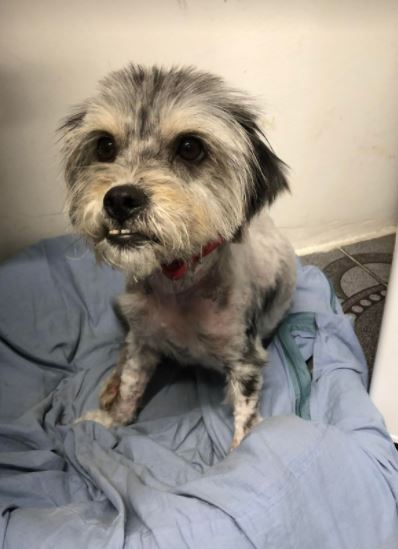 Evie a faun coloured Romanian rescue dog 7_1 Dog at a Time Rescue UK Evie a faun coloured Romanian rescue dog | 1 Dog at a Time Rescue UK