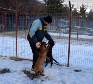 Jamie a brown Romanian rescue puppy | 1 Dog at a Time Rescue UK