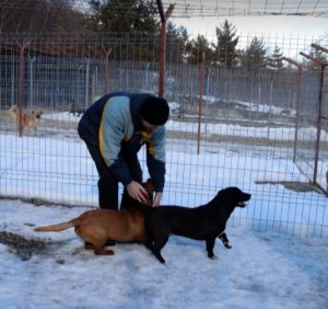 Jamie a brown Romanian rescue puppy | 1 Dog at a Time Rescue UK