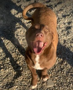 Jamie a brown Romanian rescue puppy | 1 Dog at a Time Rescue UK