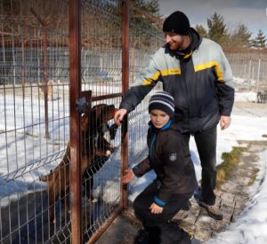 Jamie a brown Romanian rescue puppy | 1 Dog at a Time Rescue UK