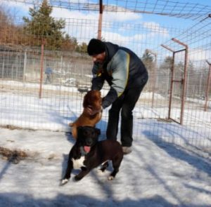 Jamie a brown Romanian rescue puppy | 1 Dog at a Time Rescue UK