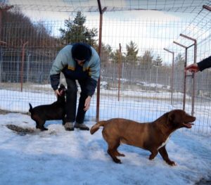 Jamie a brown Romanian rescue puppy | 1 Dog at a Time Rescue UK