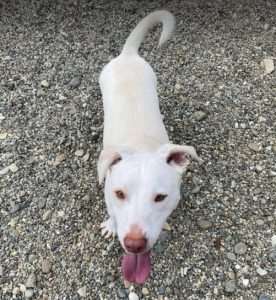 Joey a white Romanian rescue puppy | 1 Dog at a Time Rescue UK