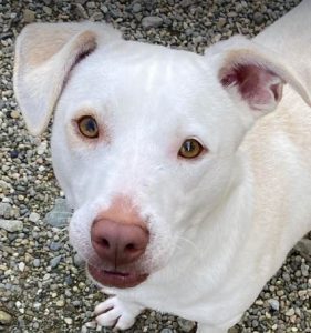 Joey a white Romanian rescue puppy | 1 Dog at a Time Rescue UK