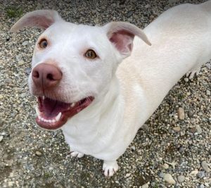 Joey a white Romanian rescue puppy | 1 Dog at a Time Rescue UK