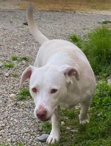 Joey a white Romanian rescue puppy | 1 Dog at a Time Rescue UK