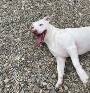 Joey a white Romanian rescue puppy | 1 Dog at a Time Rescue UK