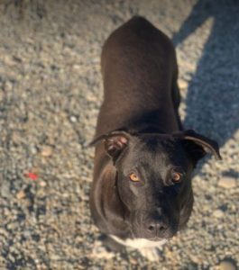 Jonnie a black and white Romanian rescue puppy | 1 Dog at a Time Rescue UK