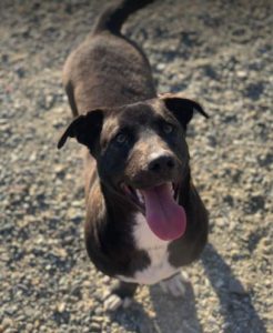 Jonnie a black and white Romanian rescue puppy | 1 Dog at a Time Rescue UK