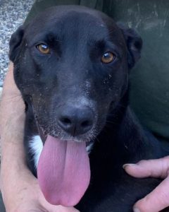 Jonnie a black and white Romanian rescue puppy | 1 Dog at a Time Rescue UK