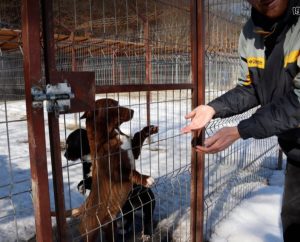 Jonnie a black and white Romanian rescue puppy | 1 Dog at a Time Rescue UK
