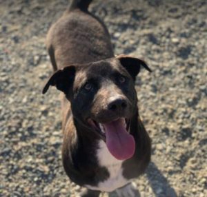 Jonnie a black and white Romanian rescue puppy | 1 Dog at a Time Rescue UK