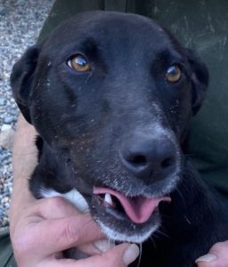 Jonnie a black and white Romanian rescue puppy | 1 Dog at a Time Rescue UK