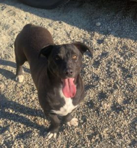 Jonnie a black and white Romanian rescue puppy | 1 Dog at a Time Rescue UK