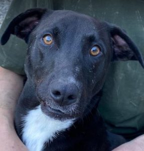 Jonnie a black and white Romanian rescue puppy | 1 Dog at a Time Rescue UK