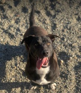 Jonnie a black and white Romanian rescue puppy | 1 Dog at a Time Rescue UK