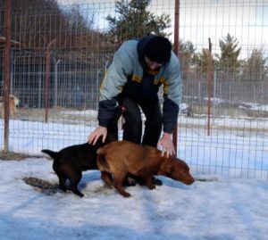 Jonnie a black and white Romanian rescue puppy | 1 Dog at a Time Rescue UK