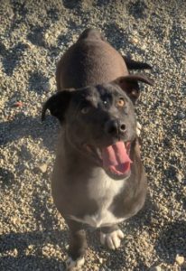 Jonnie a black and white Romanian rescue puppy | 1 Dog at a Time Rescue UK