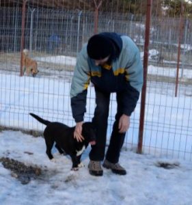 Jonnie a black and white Romanian rescue puppy | 1 Dog at a Time Rescue UK
