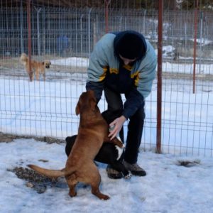 Jonnie a black and white Romanian rescue puppy | 1 Dog at a Time Rescue UK