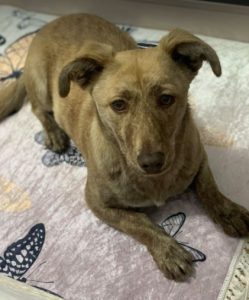 Katie a tan Romanian rescue dog | 1 Dog at a Time Rescue UK