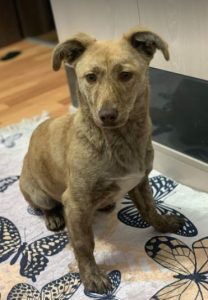 Katie a tan Romanian rescue dog | 1 Dog at a Time Rescue UK