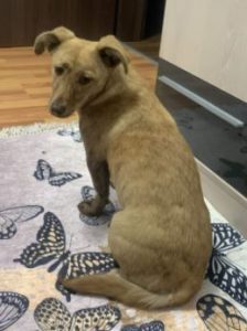 Katie a tan Romanian rescue dog | 1 Dog at a Time Rescue UK