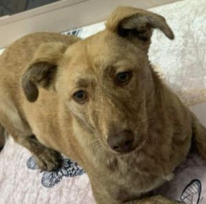 Katie a tan Romanian rescue dog | 1 Dog at a Time Rescue UK