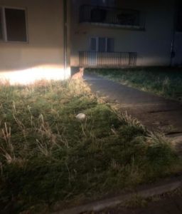 Katie a tan Romanian rescue dog | 1 Dog at a Time Rescue UK