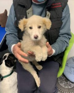 Marlo a faun coloured Romanian rescue dog | 1 Dog at a Time Rescue UK