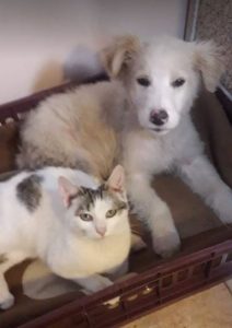 Marlo a faun coloured Romanian rescue dog | 1 Dog at a Time Rescue UK