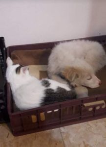 Marlo a faun coloured Romanian rescue dog | 1 Dog at a Time Rescue UK