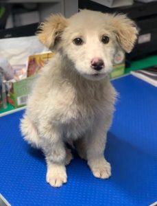 Marlo a faun coloured Romanian rescue dog | 1 Dog at a Time Rescue UK