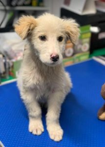 Marlo a faun coloured Romanian rescue dog | 1 Dog at a Time Rescue UK
