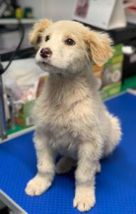Marlo a faun coloured Romanian rescue dog | 1 Dog at a Time Rescue UK
