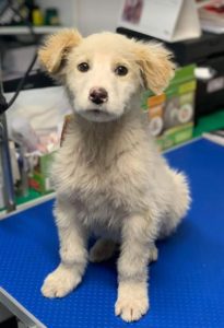 Marlo a faun coloured Romanian rescue dog | 1 Dog at a Time Rescue UK
