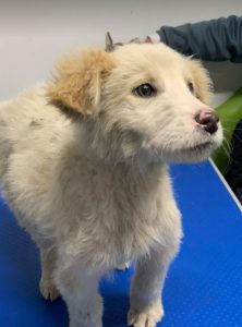 Marlo a faun coloured Romanian rescue dog | 1 Dog at a Time Rescue UK
