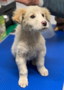 Marlo a faun coloured Romanian rescue dog | 1 Dog at a Time Rescue UK