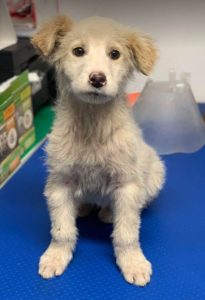 Marlo a faun coloured Romanian rescue dog | 1 Dog at a Time Rescue UK