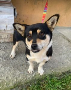 Miska a black and tan Romanian rescue dog | 1 Dog at a Time Rescue UK