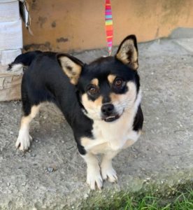 Miska a black and tan Romanian rescue dog | 1 Dog at a Time Rescue UK