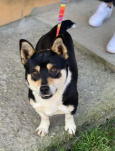 Miska a black and tan Romanian rescue dog | 1 Dog at a Time Rescue UK