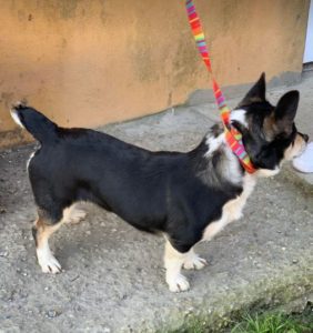 Miska a black and tan Romanian rescue dog | 1 Dog at a Time Rescue UK